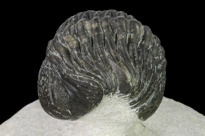 Bargain, Pedinopariops Trilobite - Mrakib, Morocco #138089